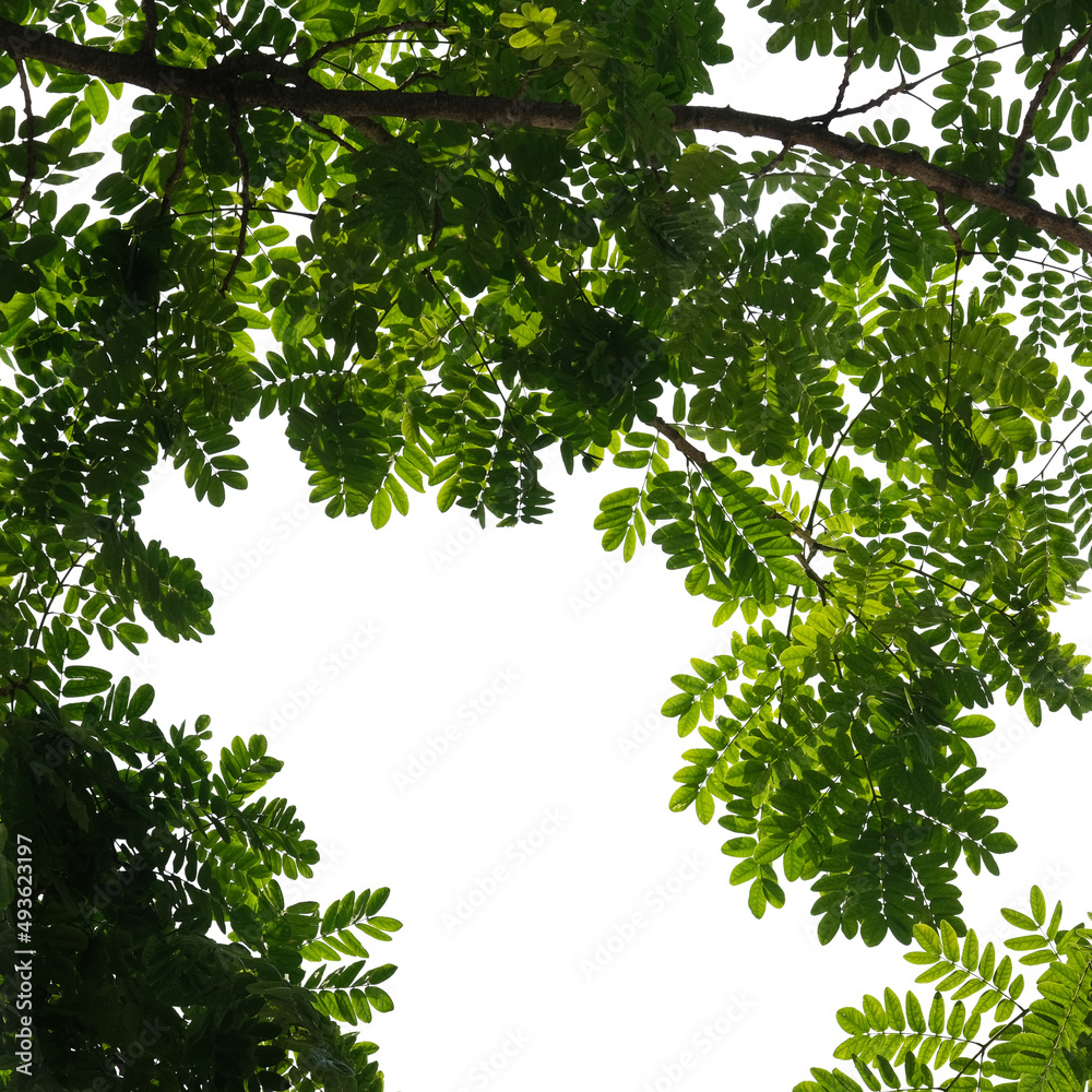 Obraz premium Green tree branch isolated on white background
