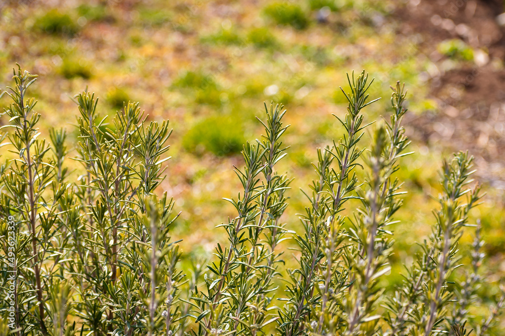 Organically grown rosemary twigs in the garden Organically grown rosemary twigs in the garden