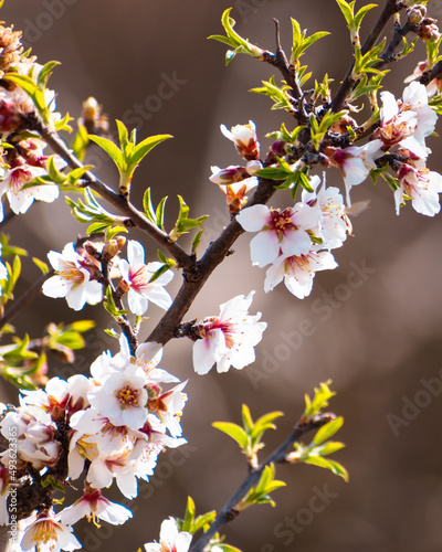 Almond tree full of white blossoms is spring season