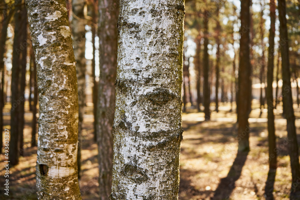 Fototapeta premium brzoza