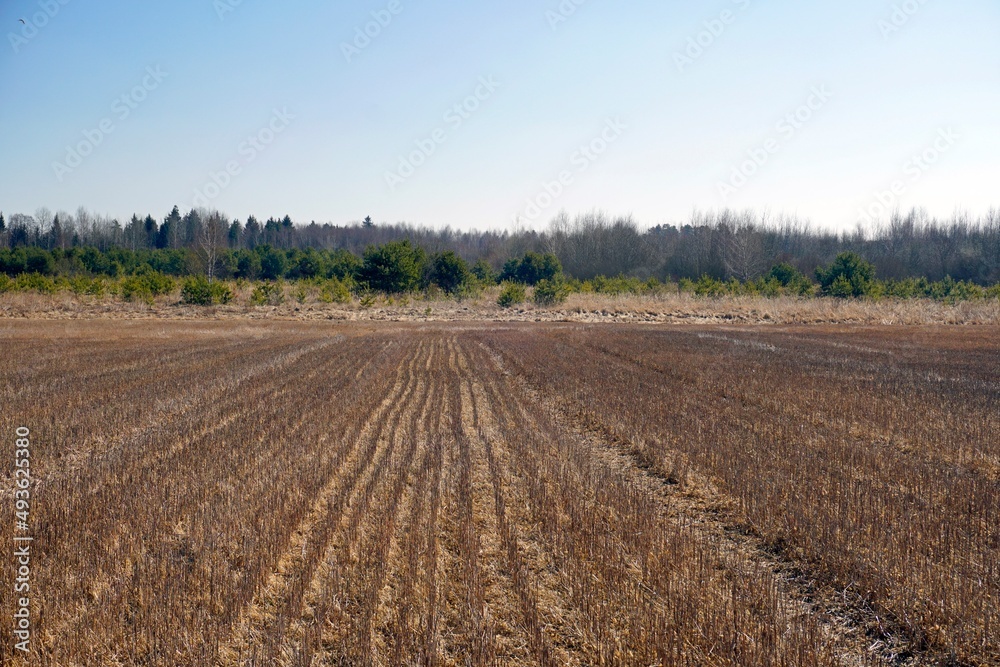 Rural landscape. Last year's stubble in a field at the edge of a forest. Sunny day in March. Spring