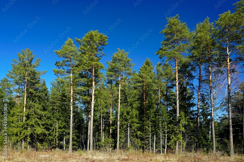 Pinery. Spring landscape. Sunny day in March. Clear blue sky. Pinery. Spring landscape. Sunny day in March. Clear blue sky.