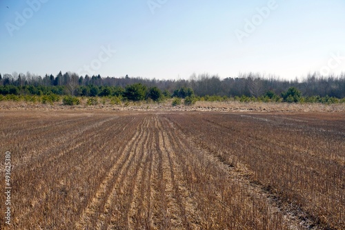 Rural landscape. Last year s stubble in a field at the edge of a forest. Sunny day in March. Spring