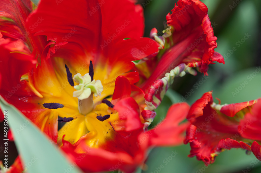 fancy parrot tulip up close in yellow and red fancy parrot tulip up close in yellow and red
