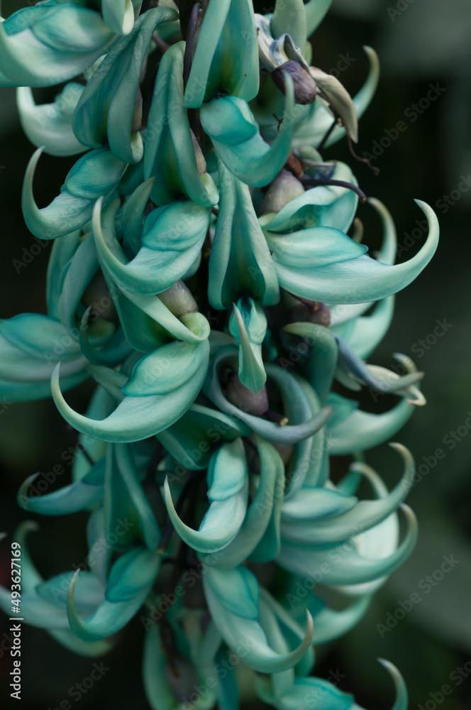 Strongylodon macrobotrys blossoms hanging from a vine (not visible) Strongylodon macrobotrys blossoms hanging from a vine (not visible)