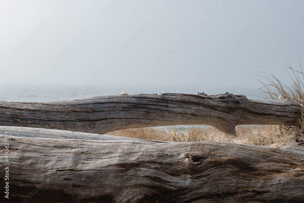 driftwood tree in the beach