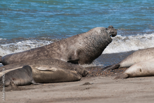 Elephant seal family, Peninsula Valdes, Patagonia, Argentina © foto4440