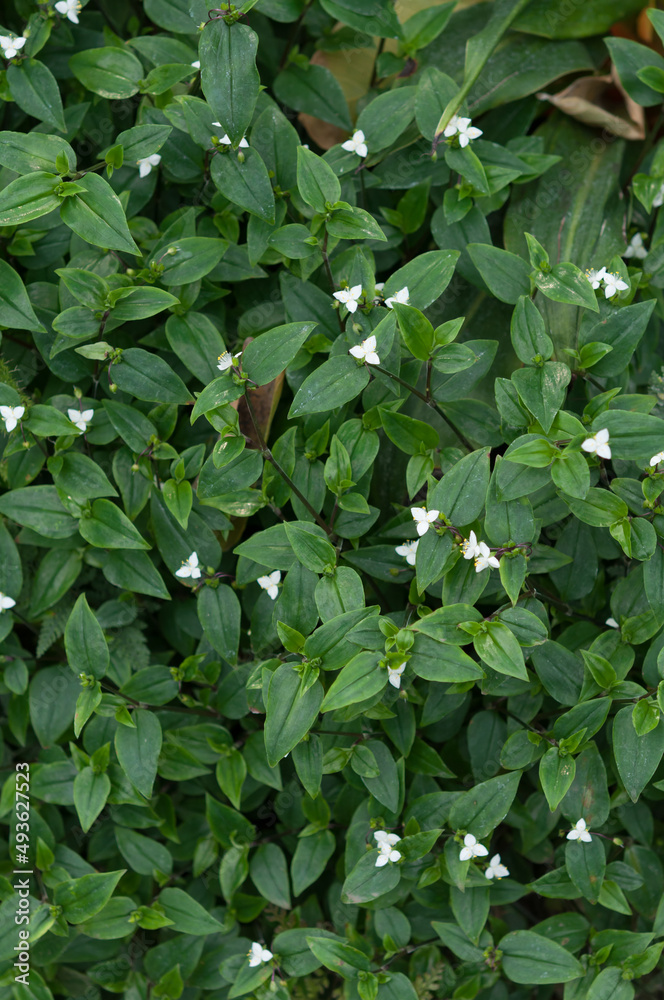 small white flowers and leaves background small white flowers and leaves background