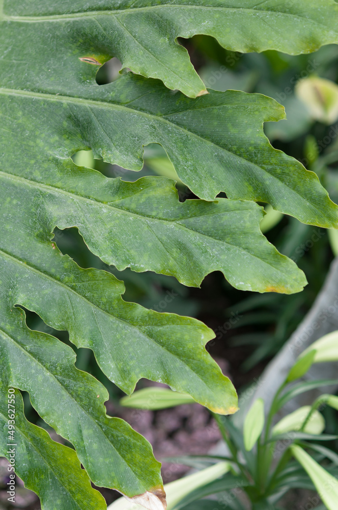 green leaf and lily flower buds (lower right) green leaf and lily flower buds (lower right)