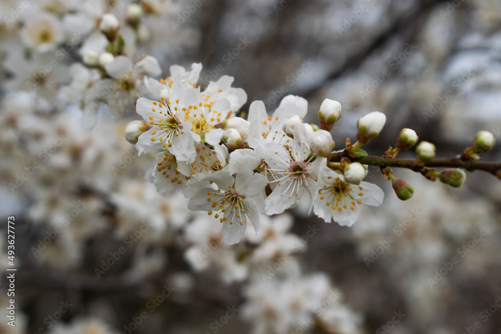Obraz premium Flores blancas en ramas de árbol.