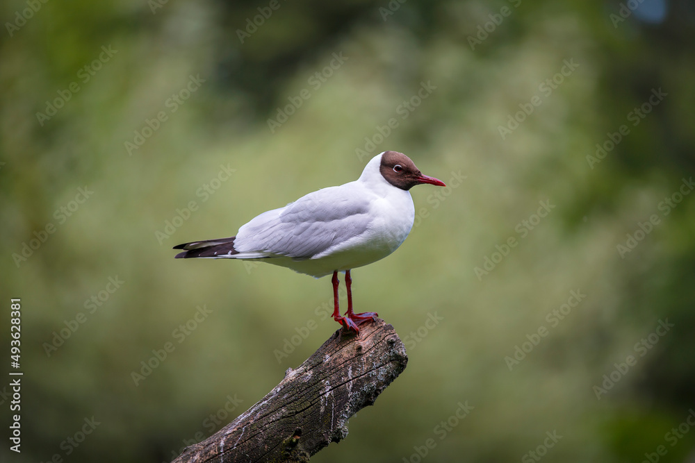 Fototapeta premium Portrait of a Black-Headed Gull