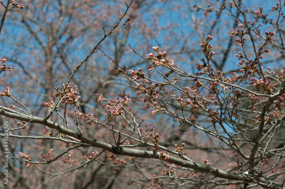 branches of a cherry blossom tree with yet to open flower buds Stock