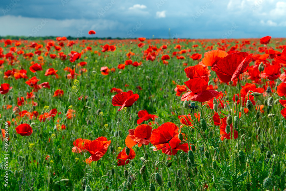Obraz premium Field of red poppies in Ukraine.