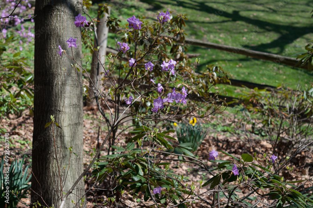 lavender or light purple blossoms (azaleas rhododendron) in the park