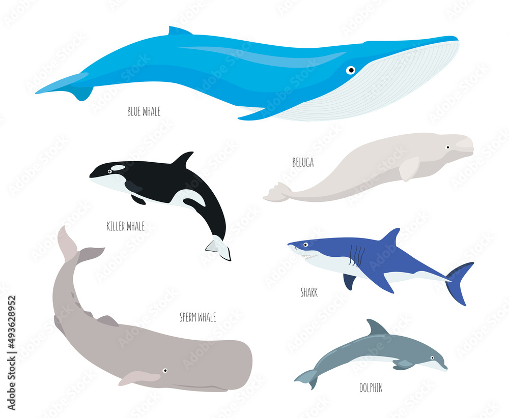 Sea animals set isolated on white background. Underwater inhabitants, dolphin, shark, whales, beluga, sperm whale, killer whale. Flat vector cartoon Sea animals set isolated on white background. Underwater inhabitants, dolphin, shark, whales, beluga, sperm whale, killer whale. Flat vector cartoon