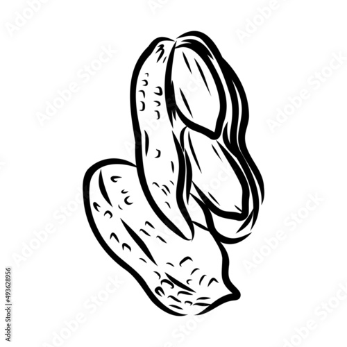 Peanut nut seed vector. Isolated on white background. Peanut butter food ingredient. Engraved hand drawn peanut illustration in retro vintage style. Organic Food, cosmetics, treatment component