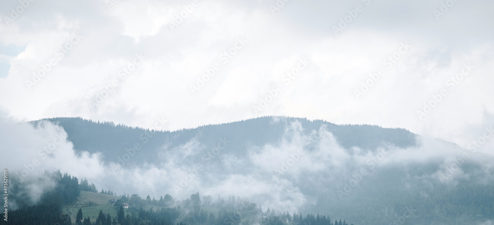 Foggy landscape with fir forest in The Carpathians Foggy landscape with fir forest in The Carpathians