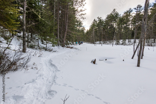 A group of snow shoers (in the distance) trace the edge of a beaver pond covered in snow and ice in the boreal forest of Eastern Ontario, shot in early spring. Room for text.