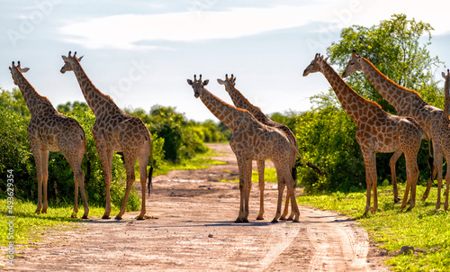Tela a herd of giraffes crosses the road, Chobe National Park, Botswana
