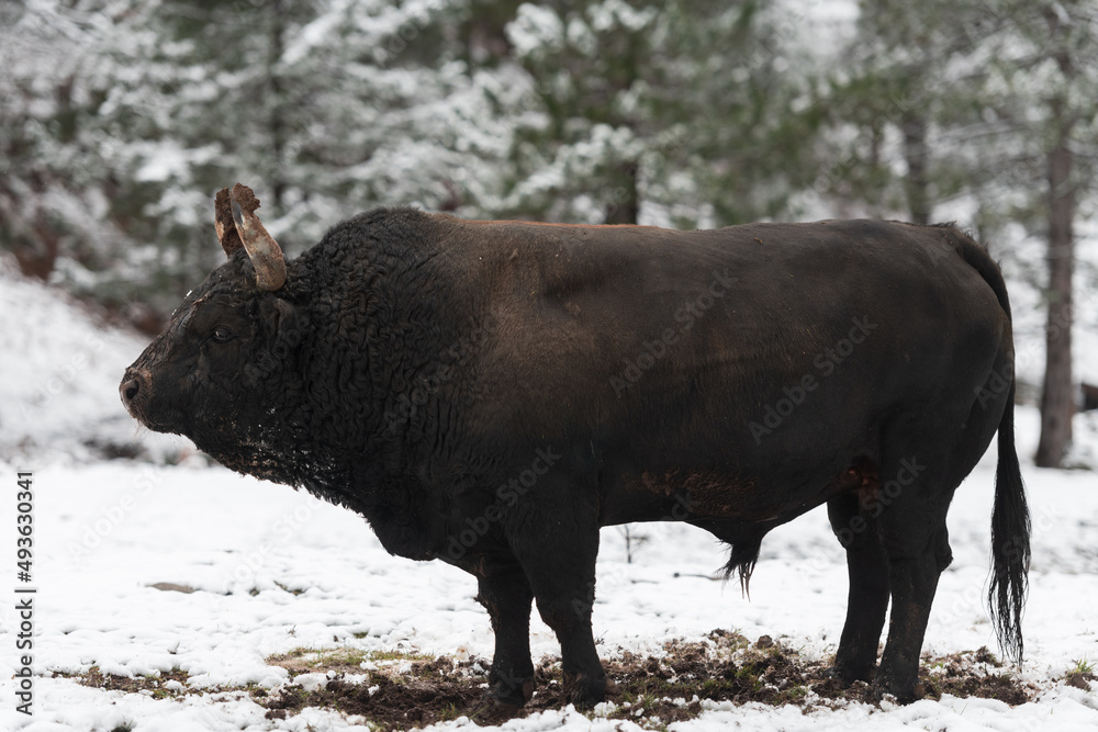 A big black bull in the snow training to fight in the arena. Bullfighting concept. Selective focus A big black bull in the snow training to fight in the arena. Bullfighting concept. Selective focus