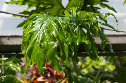 plant at the conservatory with broad green leaves