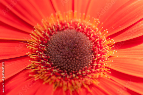 red orange gerbera flower up close