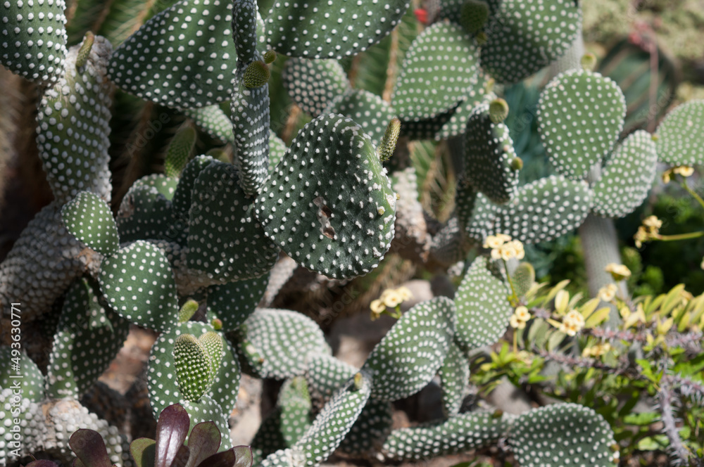 cactus cactus