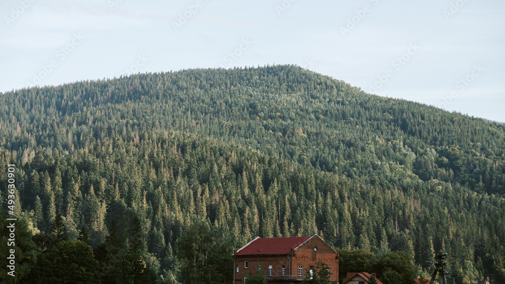 Beautiful landscape with fir forest in The Carpathians