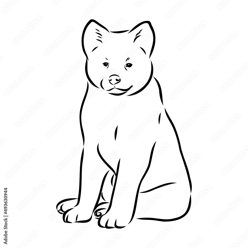 Akita dog face - isolated vector illustration akita inu dog vector Akita dog face - isolated vector illustration akita inu dog vector