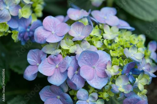 blue hydrangea blossom up close