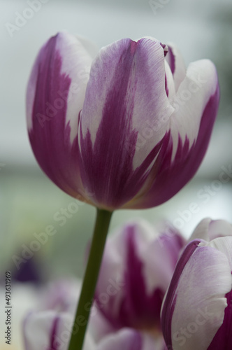 tulip head up close