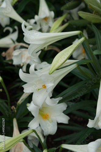 fading Easter lilies 