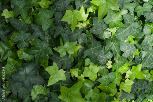 green leaves background (ivy)