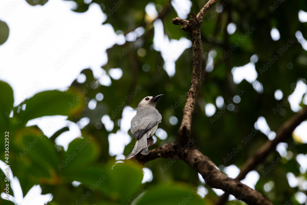 Obraz premium Ashy drongo