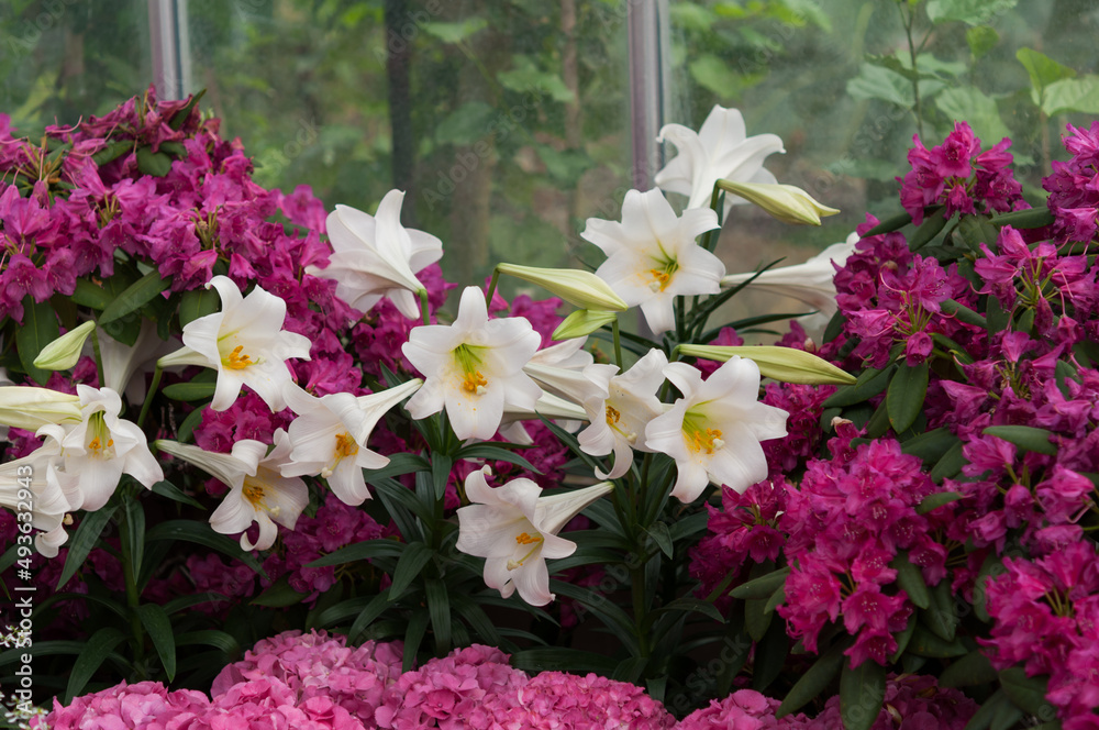 Easter lilies, azaleas, and hydrangeas at the conservatory