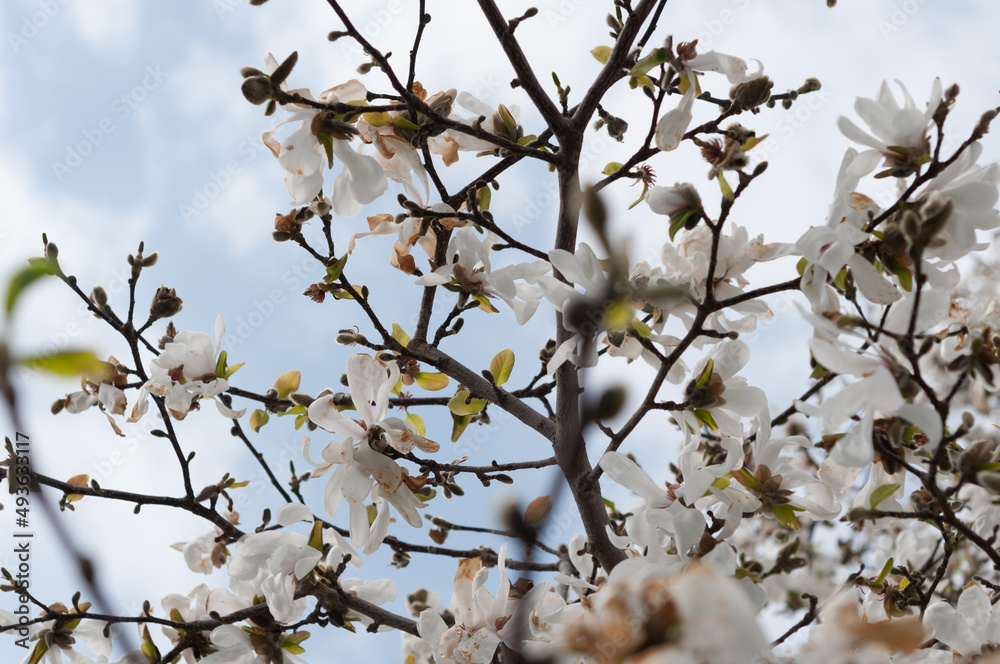 Star magnolia branch against a pale blue cloudy sky Star magnolia branch against a pale blue cloudy sky