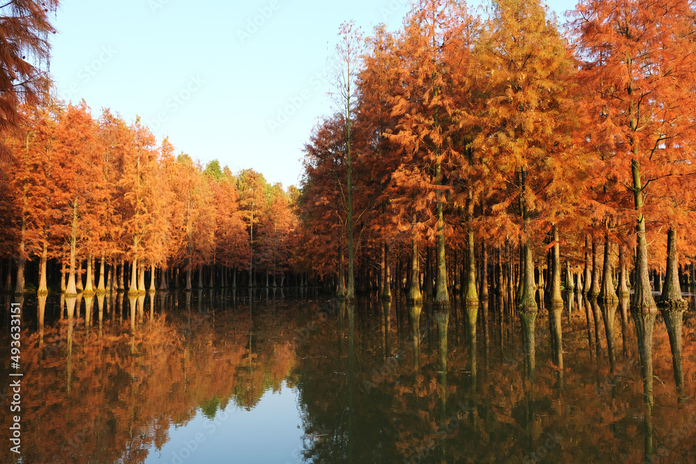 Taxodium forest and reflection in lake water in autumn. Taxodium forest and reflection in lake water in autumn.