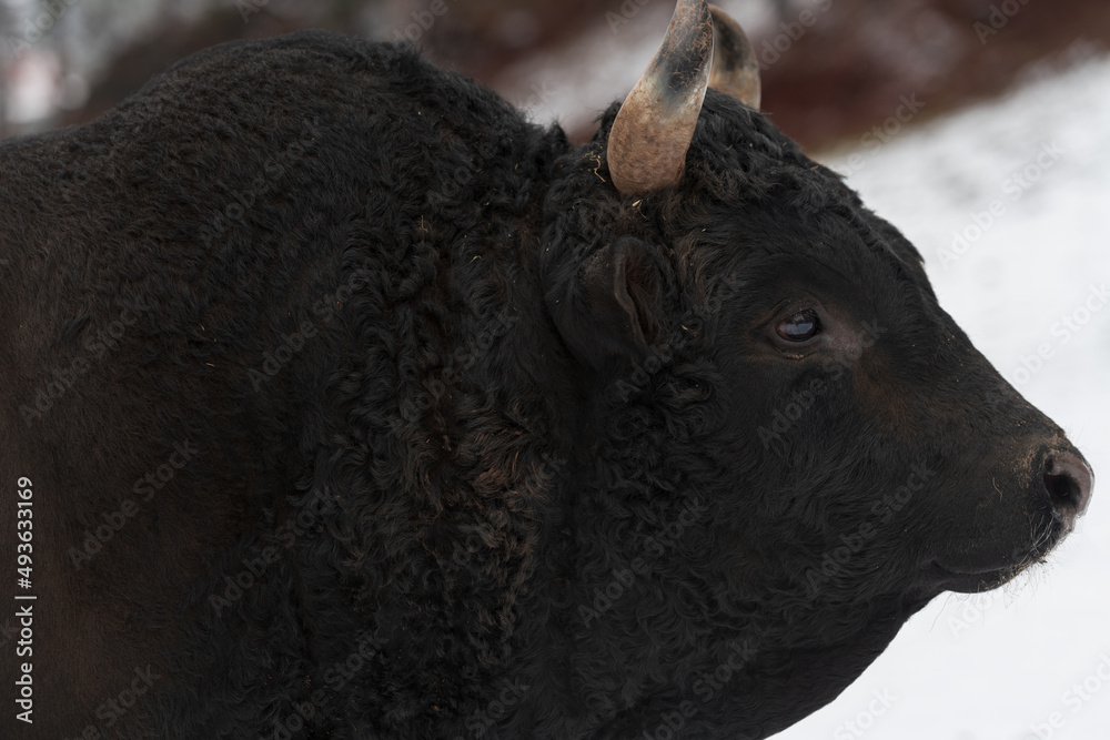 A big black bull in the snow training to fight in the arena. Bullfighting concept. Selective focus A big black bull in the snow training to fight in the arena. Bullfighting concept. Selective focus