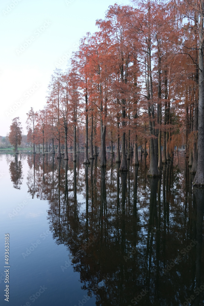 a row of Taxodium forest trees and reflection in lake water a row of Taxodium forest trees and reflection in lake water