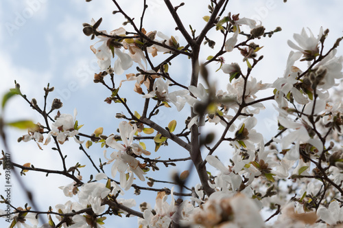 Star magnolia branch against a pale blue cloudy sky