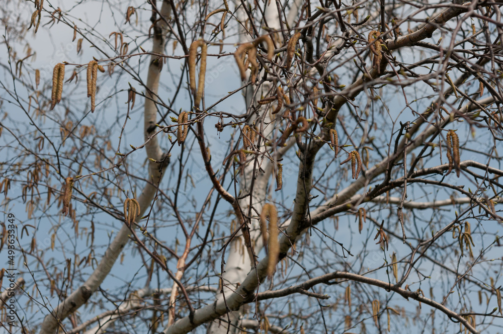 catkins dangling from branches of a birch tree catkins dangling from branches of a birch tree