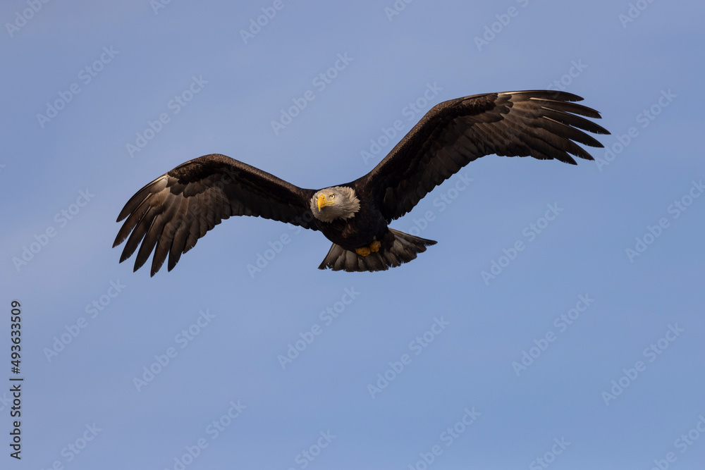 Naklejka premium American bald eagle (Haliaeetus leucocephalus) in the Kachemak Bay area of the Kenia Peninsula Alaska USA