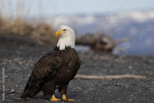 American bald eagle  Haliaeetus leucocephalus  in the Kachemak Bay area of the Kenia Peninsula Alaska USA 