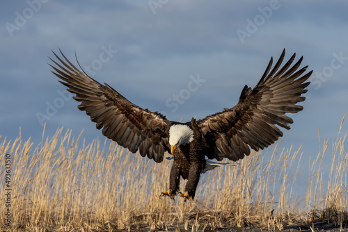 American bald eagle (Haliaeetus leucocephalus) in the Kachemak Bay area of the Kenia Peninsula Alaska USA 
