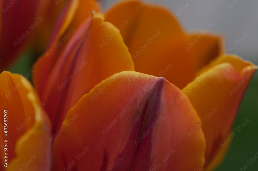 deep orange tulip close up deep orange tulip close up