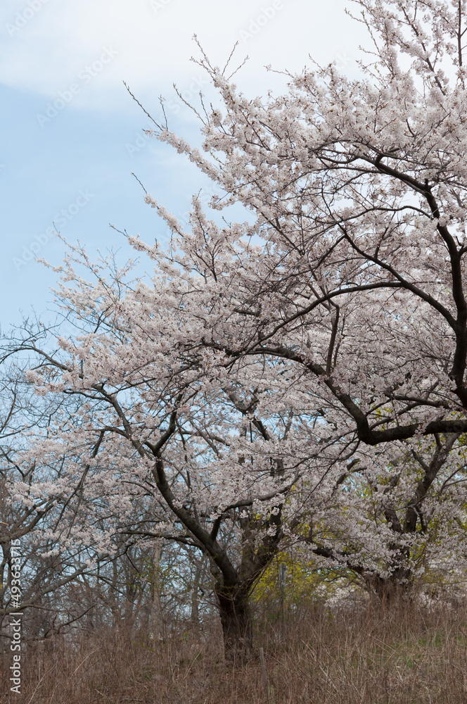 flowering tree (Prunus) and grass with blue sky flowering tree (Prunus) and grass with blue sky