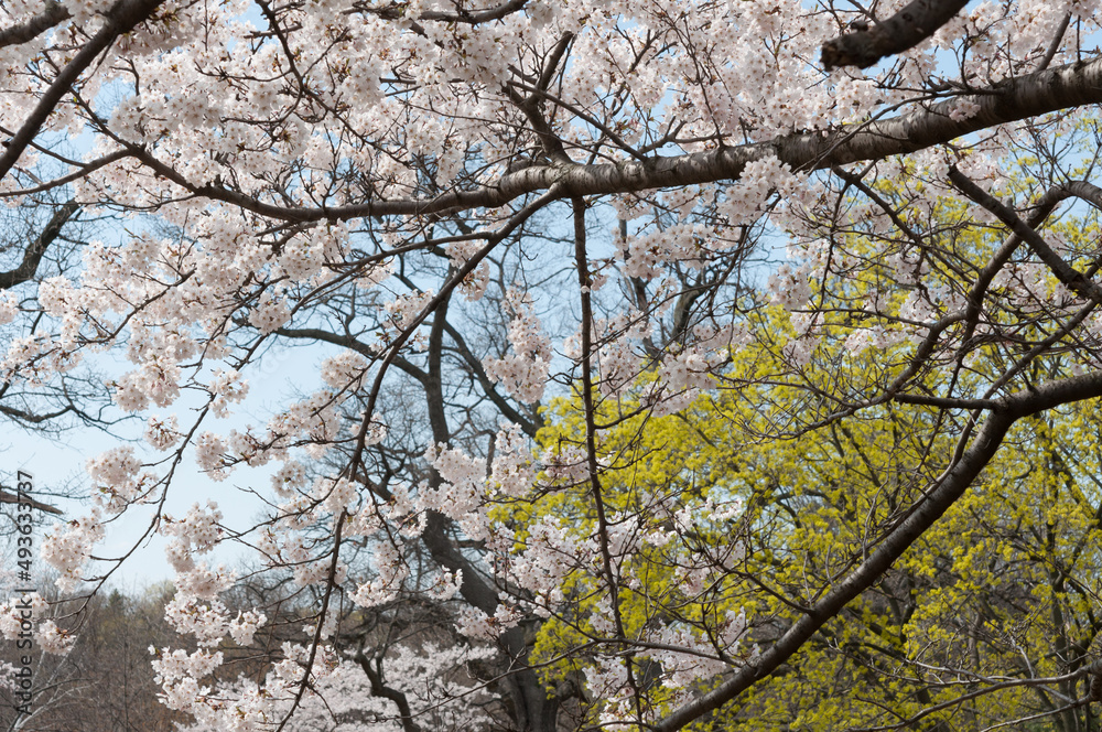 flowering tree (Prunus) and tree with green blossoms (likely maple) flowering tree (Prunus) and tree with green blossoms (likely maple)