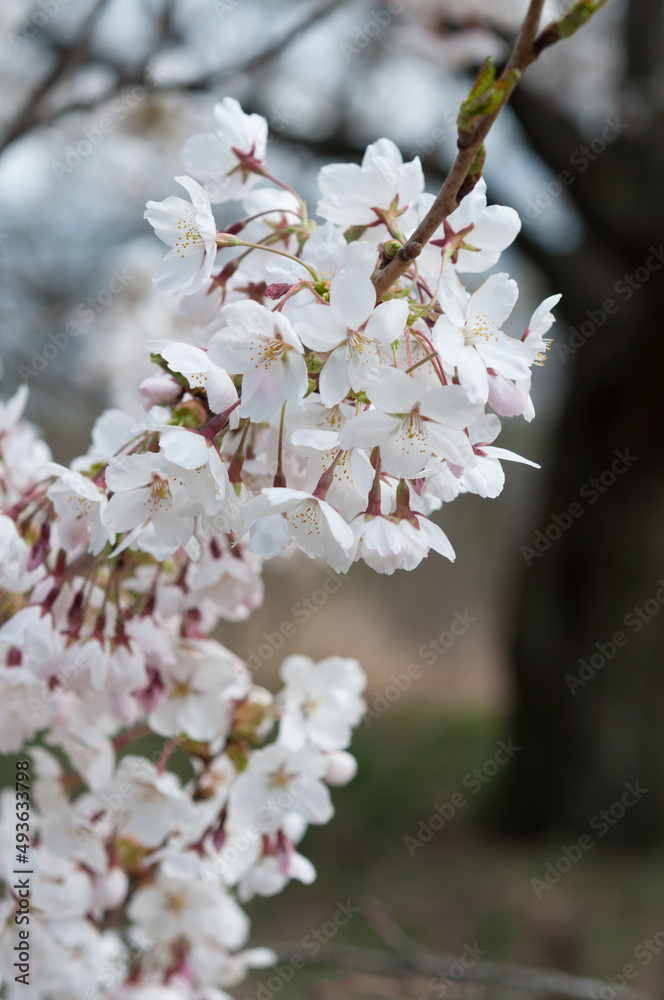 branch with blossoms, background with tree shapes branch with blossoms, background with tree shapes