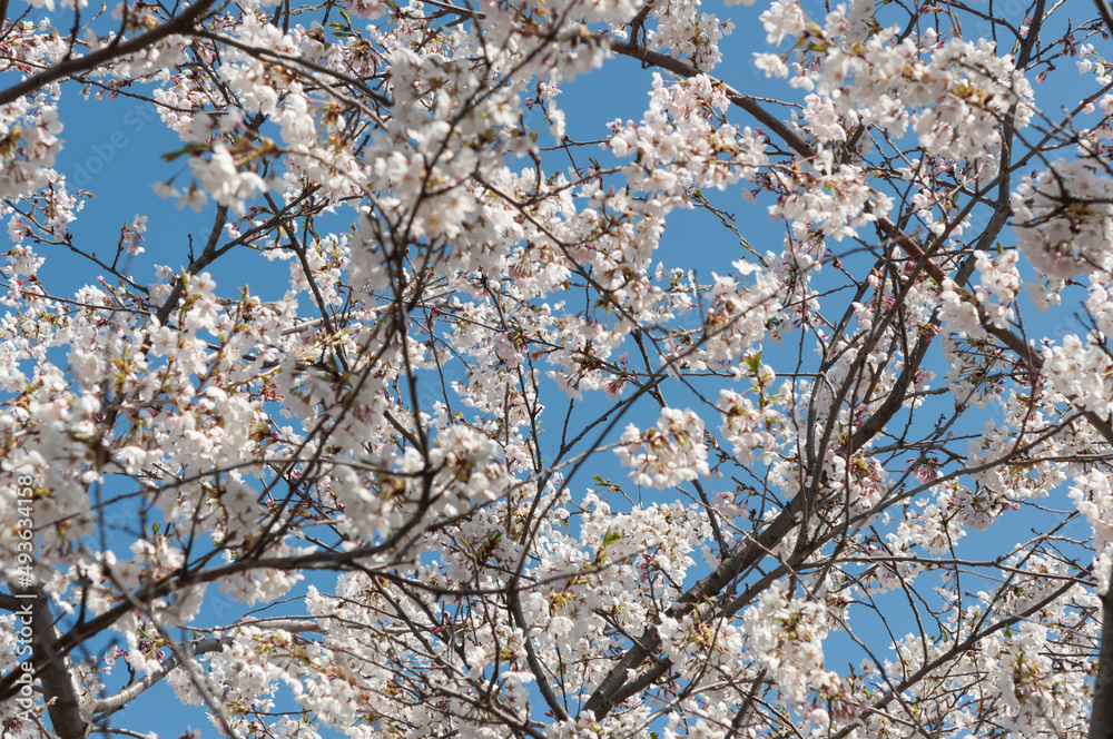 cherry blossom background (blue sky)