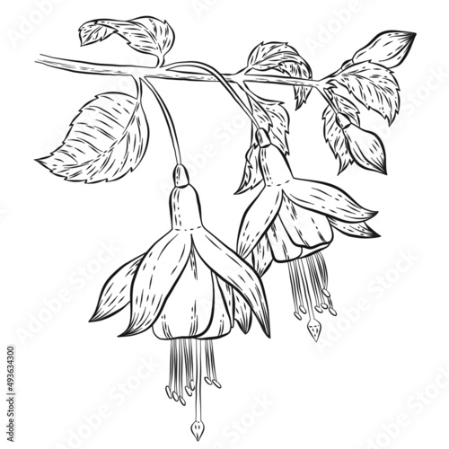 Fuchsia flower illustration 